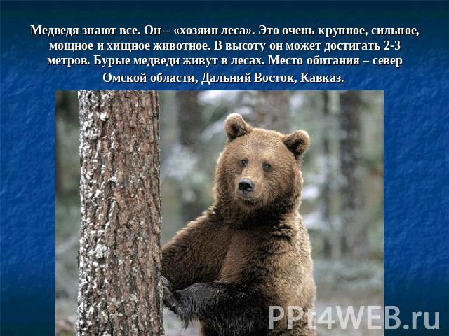 Медведя знают все. Он – «хозяин леса». Это очень крупное, сильное, мощное и хищное животное. В высоту он может достигать 2-3 метров. Бурые медведи живут в лесах. Место обитания – север Омской области, Дальний Восток, Кавказ.