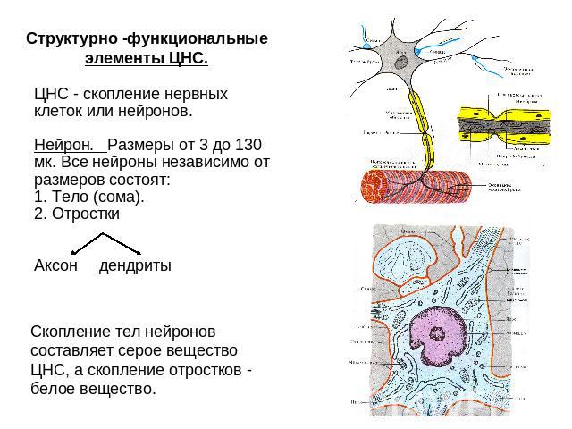 Структурно -функциональные элементы ЦНС. ЦНС - скопление нервных клеток или нейронов. Нейрон. Размеры от 3 до 130 мк. Все нейроны независимо от размеров состоят: 1. Тело (сома).2. Отростки Аксон дендриты Скопление тел нейронов составляет серое вещес…