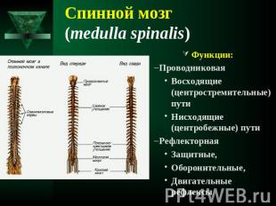 Спинной мозг (medulla spinalis) Функции:ПроводниковаяВосходящие (центростремител