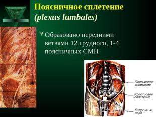 Поясничное сплетение (plexus lumbales) Образовано передними ветвями 12 грудного,