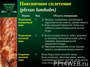 Поясничное сплетение (plexus lumbales)