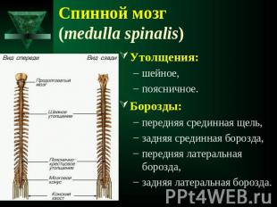 Спинной мозг (medulla spinalis) Утолщения:шейное,поясничное. Борозды:передняя ср