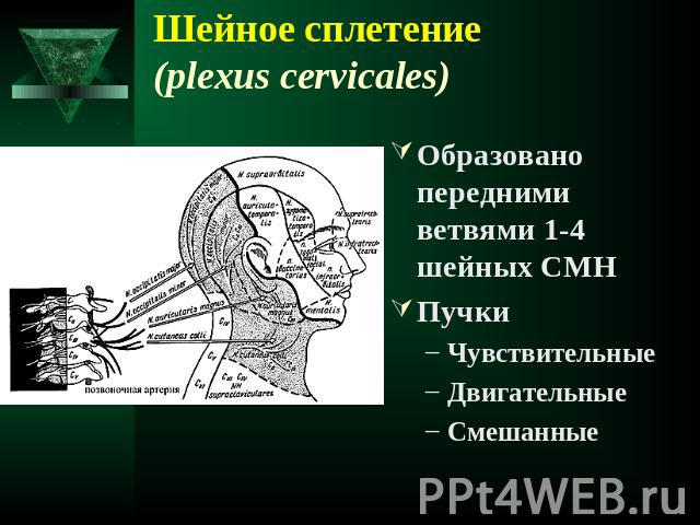 Шейное сплетение (plexus cervicales) Образовано передними ветвями 1-4 шейных СМНПучки Чувствительные Двигательные Смешанные