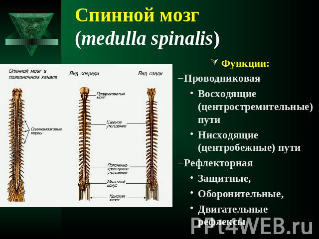 Спинной мозг (medulla spinalis) Функции:ПроводниковаяВосходящие (центростремительные) путиНисходящие (центробежные) путиРефлекторная Защитные,Оборонительные,Двигательные рефлексы