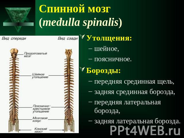 Спинной мозг (medulla spinalis) Утолщения:шейное,поясничное. Борозды:передняя срединная щель, задняя срединная борозда,передняя латеральная борозда,задняя латеральная борозда.