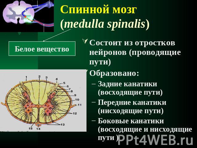 Спинной мозг (medulla spinalis) Состоит из отростков нейронов (проводящие пути)Образовано:Задние канатики (восходящие пути)Передние канатики (нисходящие пути)Боковые канатики (восходящие и нисходящие пути )