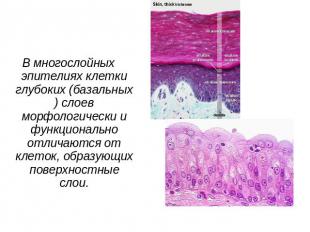 В многослойных эпителиях клетки глубоких (базальных) слоев морфологически и функ