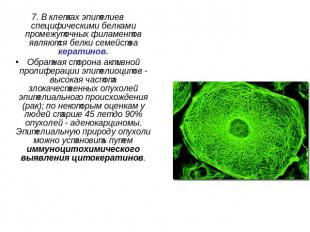 7. В клетках эпителиев специфическими белками промежуточных филаментов являются