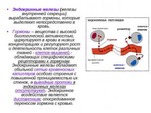 Эндокринные железы (железы внутренней секреции) вырабатывают гормоны, которые вы