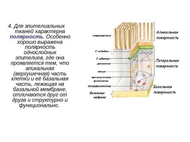 4. Для эпителиальных тканей характерна полярность. Особенно хорошо выражена полярность однослойных эпителиев, где она проявляется тем, что апикальная (верхушечная) часть клетки и её базальная часть, лежащая на базальной мембране, отличаются друг от …