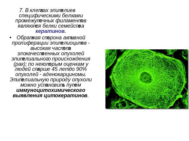 7. В клетках эпителиев специфическими белками промежуточных филаментов являются белки семейства кератинов.Обратная сторона активной пролиферации эпителиоцитов - высокая частота злокачественных опухолей эпителиального происхождения (рак); по некоторы…
