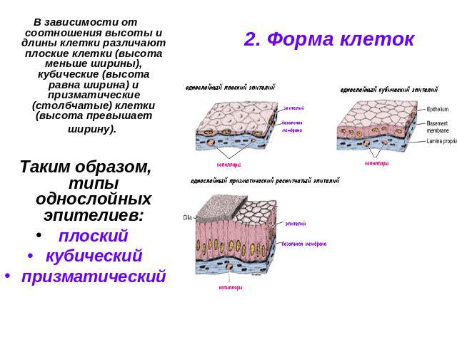 В зависимости от соотношения высоты и длины клетки различают плоские клетки (высота меньше ширины), кубические (высота равна ширина) и призматические (столбчатые) клетки (высота превышает ширину). Таким образом, типы однослойных эпителиев: плоский к…