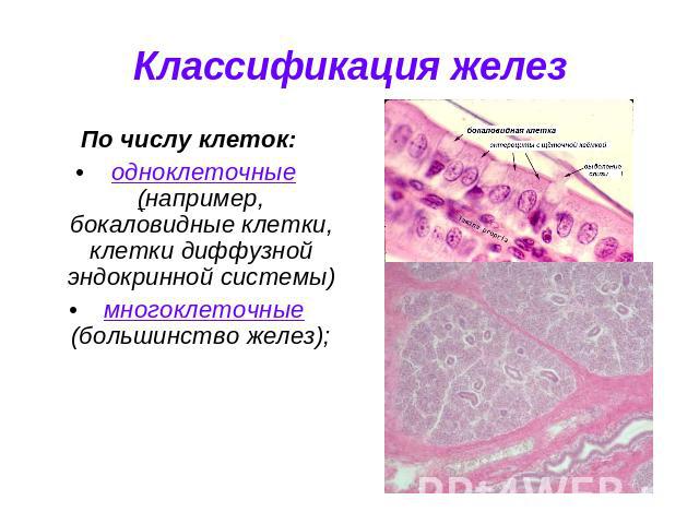Классификация желез По числу клеток: одноклеточные (например, бокаловидные клетки, клетки диффузной эндокринной системы) многоклеточные (большинство желез);