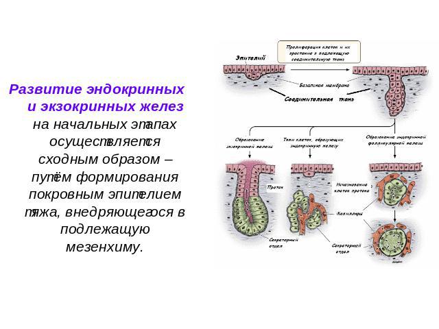Развитие эндокринных и экзокринных желез на начальных этапах осуществляется сходным образом – путём формирования покровным эпителием тяжа, внедряющегося в подлежащую мезенхиму.