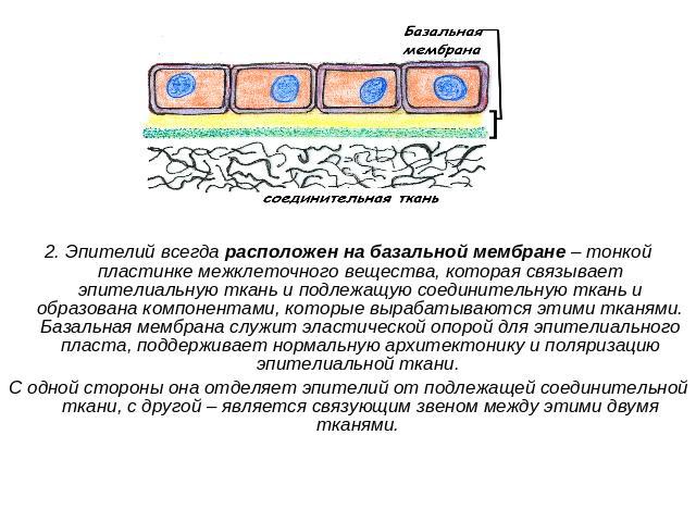 2. Эпителий всегда расположен на базальной мембране – тонкой пластинке межклеточного вещества, которая связывает эпителиальную ткань и подлежащую соединительную ткань и образована компонентами, которые вырабатываются этими тканями. Базальная мембран…