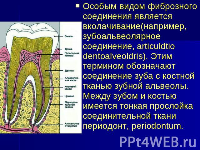 Особым видом фиброзного соединения является вколачивание(например, зубоальвеолярное соединение, articuldtio dentoalveoldris). Этим термином обозначают соединение зуба с костной тканью зубной альвеолы. Между зубом и костью имеется тонкая прослойка со…