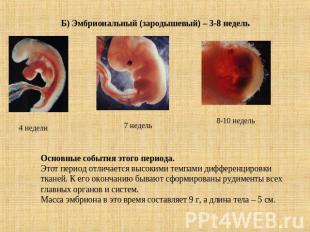Б) Эмбриональный (зародышевый) – 3-8 недель Основные события этого периода.Этот