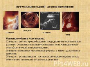 В) Фетальный (плодный) - до конца беременности Основные события этого периода.12