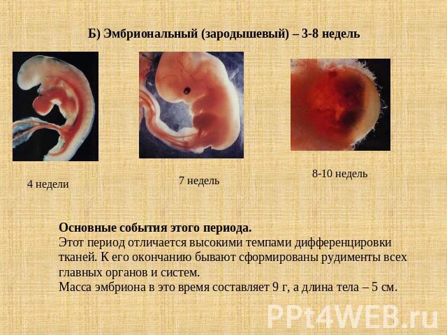 Б) Эмбриональный (зародышевый) – 3-8 недель Основные события этого периода.Этот период отличается высокими темпами дифференцировки тканей. К его окончанию бывают сформированы рудименты всех главных органов и систем.Масса эмбриона в это время составл…