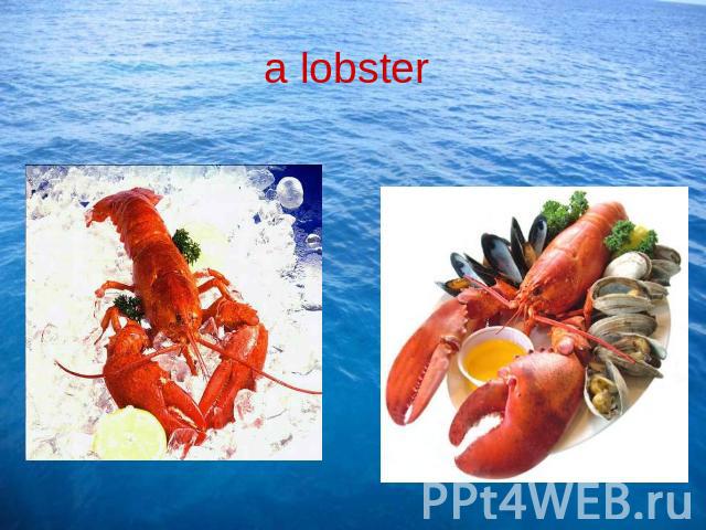 a lobster