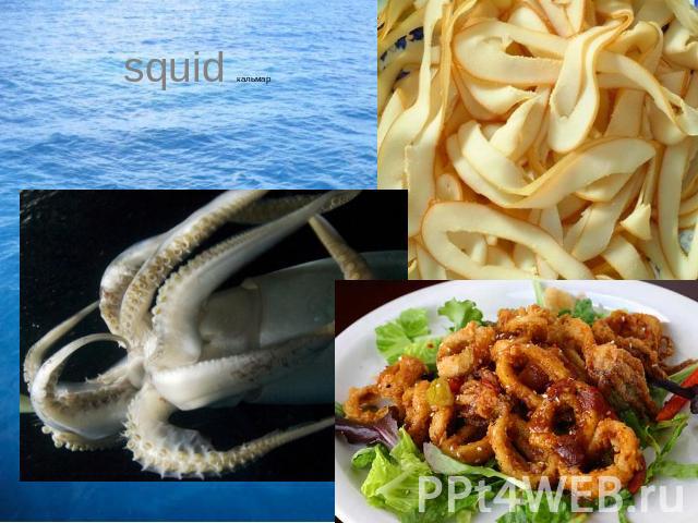 squid кальмар