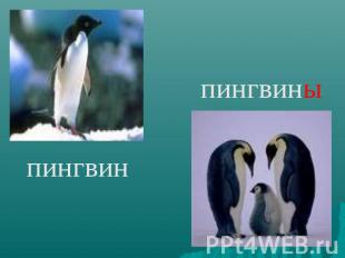 пингвины пингвин