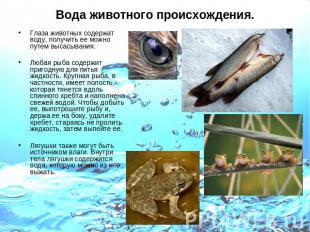 Вода животного происхождения. Глаза животных содержат воду, получить ее можно пу