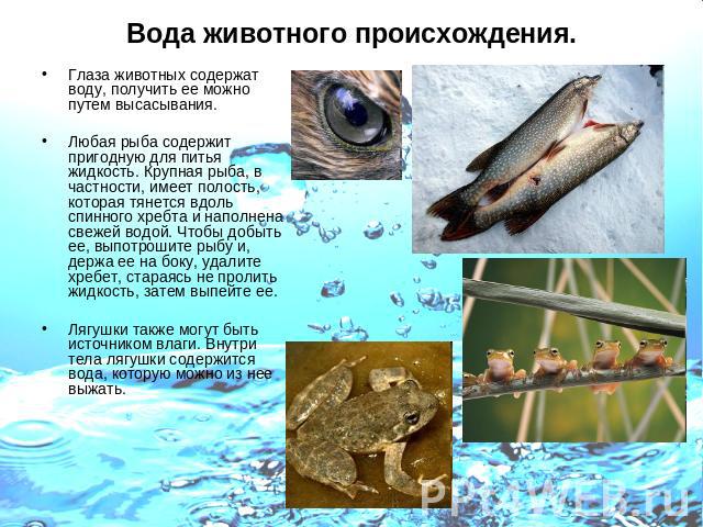 Вода животного происхождения. Глаза животных содержат воду, получить ее можно путем высасывания. Любая рыба содержит пригодную для питья жидкость. Крупная рыба, в частности, имеет полость, которая тянется вдоль спинного хребта и наполнена свежей вод…