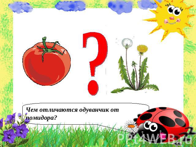Чем отличаются одуванчик от помидора?
