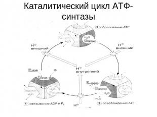 Каталитический цикл АТФ-синтазы