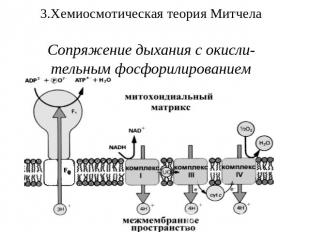 3.Хемиосмотическая теория МитчелаСопряжение дыхания с окисли-тельным фосфорилиро
