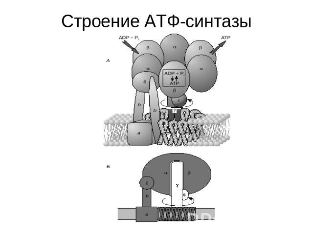 Строение АТФ-синтазы