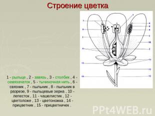 Строение цветка 1 - рыльце , 2 - завязь , 3 - столбик , 4 - семязачаток , 5 - ты