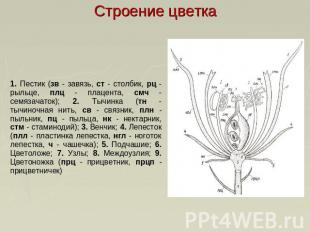 Строение цветка 1. Пестик (зв - завязь, ст - столбик, рц - рыльце, плц - плацент