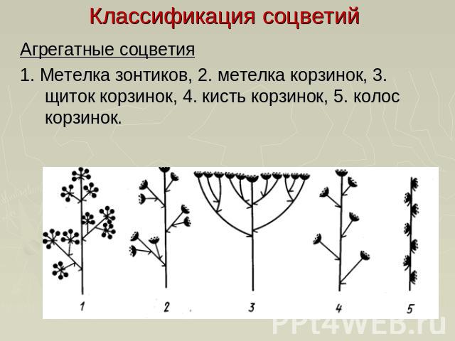 Классификация соцветий Агрегатные соцветия1. Метелка зонтиков, 2. метелка корзинок, 3. щиток корзинок, 4. кисть корзинок, 5. колос корзинок.
