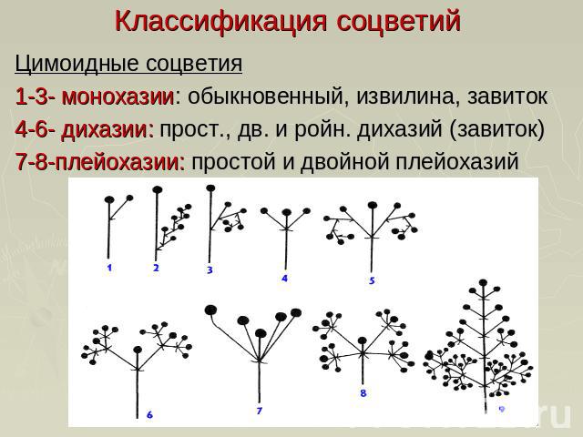 Классификация соцветий Цимоидные соцветия1-3- монохазии: обыкновенный, извилина, завиток4-6- дихазии: прост., дв. и ройн. дихазий (завиток)7-8-плейохазии: простой и двойной плейохазий