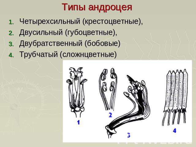 Типы андроцея Четырехсильный (крестоцветные),Двусильный (губоцветные),Двубратственный (бобовые)Трубчатый (сложнцветные)
