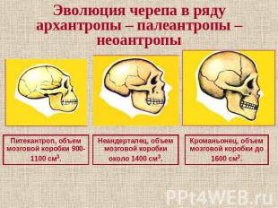 Эволюция черепа в ряду архантропы – палеантропы – неоантропы Питекантроп, объем