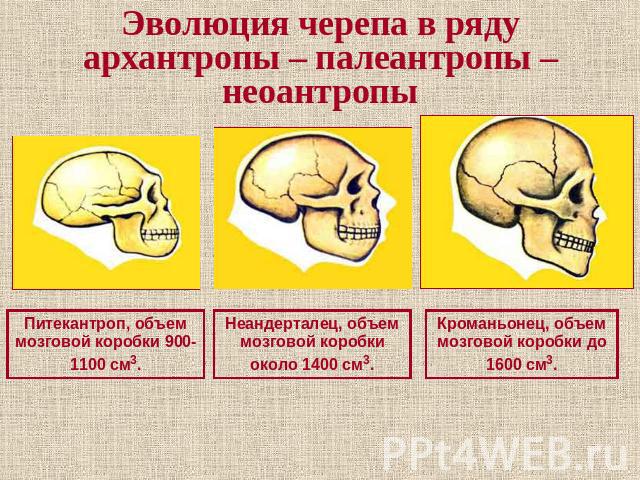 Эволюция черепа в ряду архантропы – палеантропы – неоантропы Питекантроп, объем мозговой коробки 900-1100 см3. Неандерталец, объем мозговой коробки около 1400 см3. Кроманьонец, объем мозговой коробки до 1600 см3.