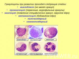Гранулоциты при развитии проходят следующие стадии:миелобласт (не имеет гранул)п