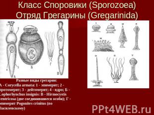 Класс Споровики (Sporozoea) Отряд Грегарины (Gregarinida) Разные виды грегарин:А