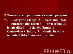 Эпимериты различных видов грегарин:1 — Gregarina longa; 2 — Sycia inipitata; 3 —