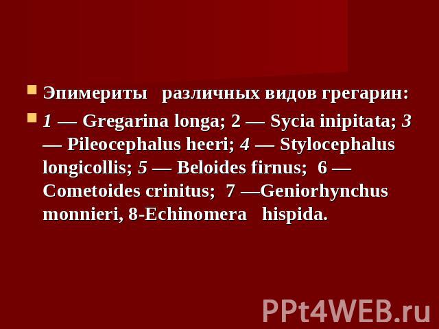 Эпимериты различных видов грегарин:1 — Gregarina longa; 2 — Sycia inipitata; 3 — Pileocephalus heeri; 4 — Stylocephalus longicollis; 5 — Beloides firnus; 6 — Cometoides crinitus; 7 —Geniorhynchus monnieri, 8-Echinomera hispida.