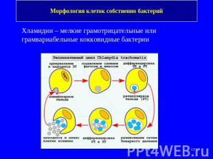 Морфология клеток собственно бактерий Хламидии – мелкие грамотрицательные или гр
