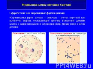 Морфология клеток собственно бактерий Сферические или шаровидные формы (кокки)Ст