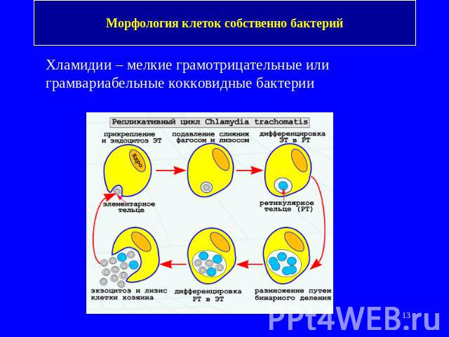 Морфология клеток собственно бактерий Хламидии – мелкие грамотрицательные или грамвариабельные кокковидные бактерии