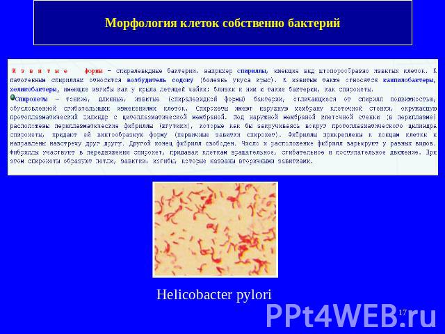 Морфология клеток собственно бактерий Helicobacter pylori