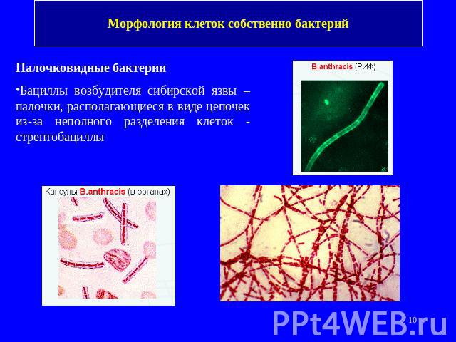 Морфология клеток собственно бактерий Палочковидные бактерииБациллы возбудителя сибирской язвы – палочки, располагающиеся в виде цепочек из-за неполного разделения клеток - стрептобациллы
