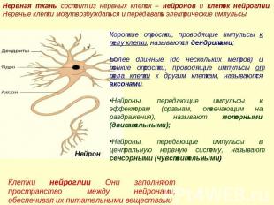 Нервная ткань состоит из нервных клеток – нейронов и клеток нейроглии. Нервные к
