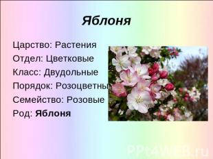 Яблоня Царство: РастенияОтдел: ЦветковыеКласс: ДвудольныеПорядок: РозоцветныеСем